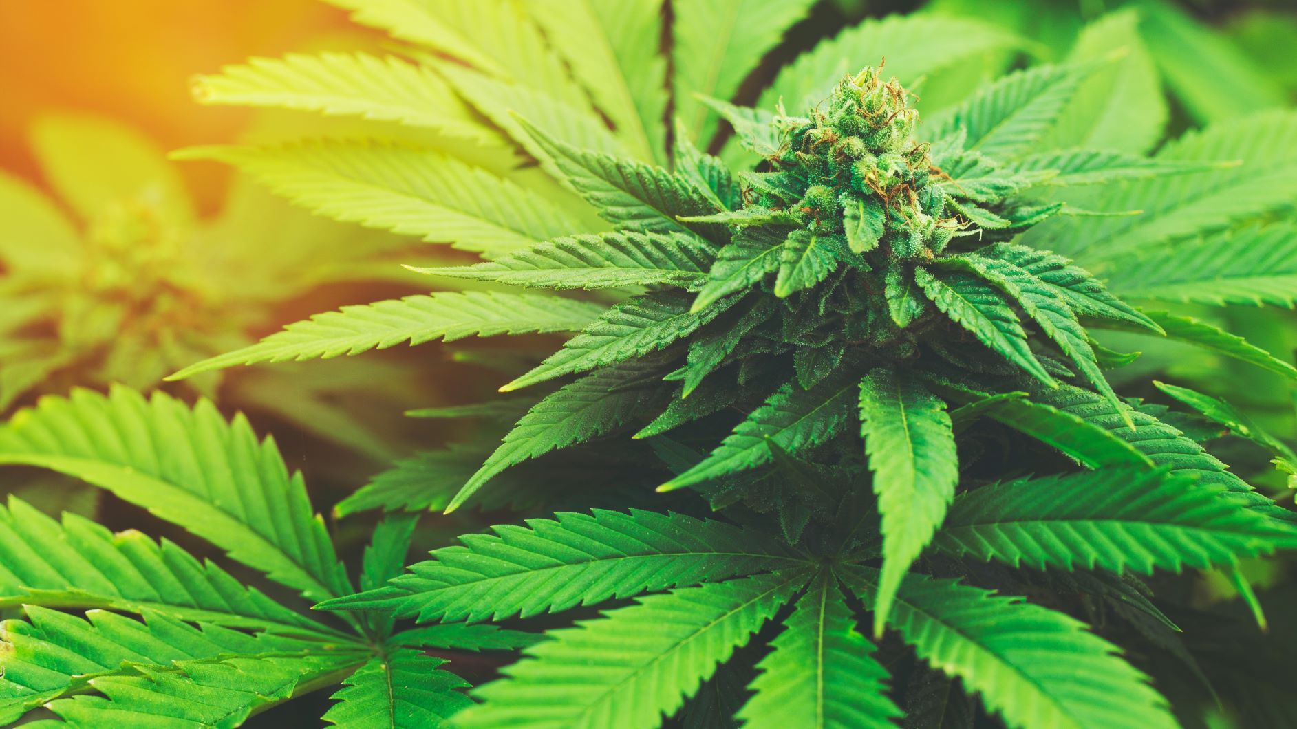 What to expect from Cannabis in 2019 - 420 Science