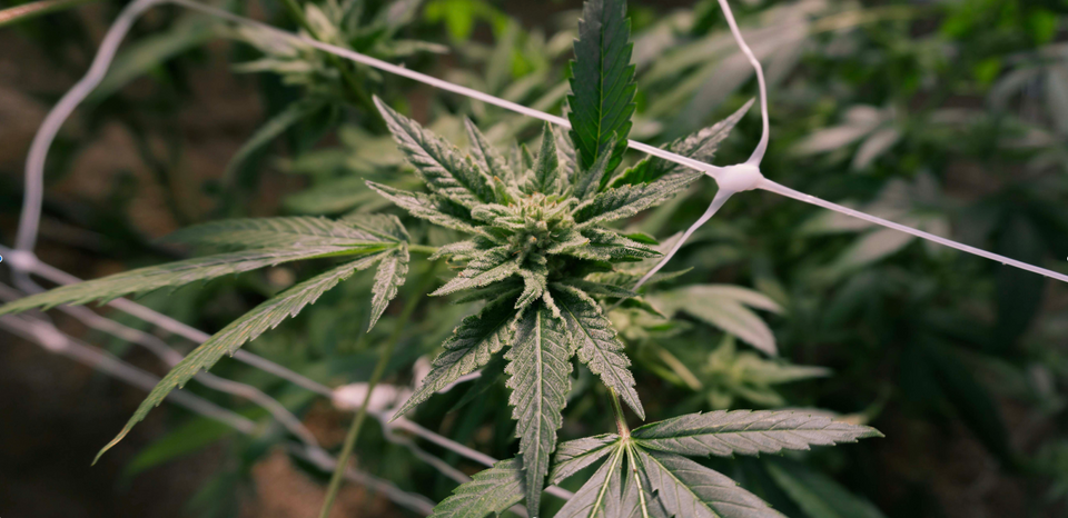 Everything You Need to Know to Start Growing Weed at Home