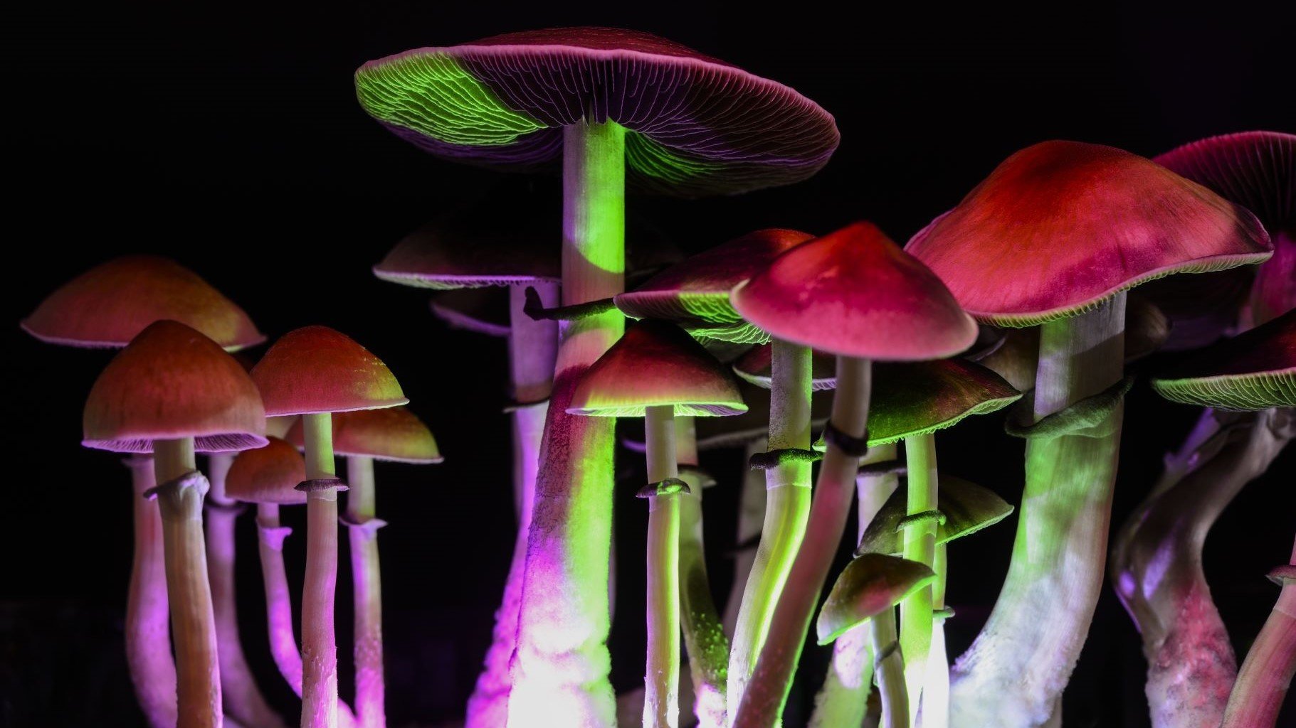 Cannabis Reform Paves the Way for Magic Mushrooms - 420 Science